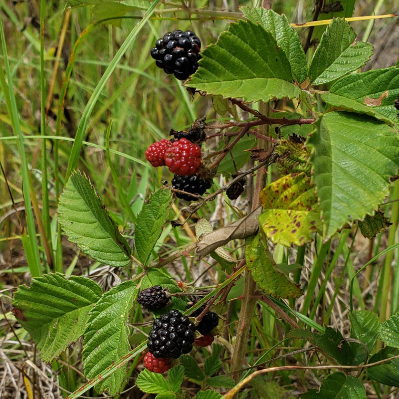 wild blackberries on the branches