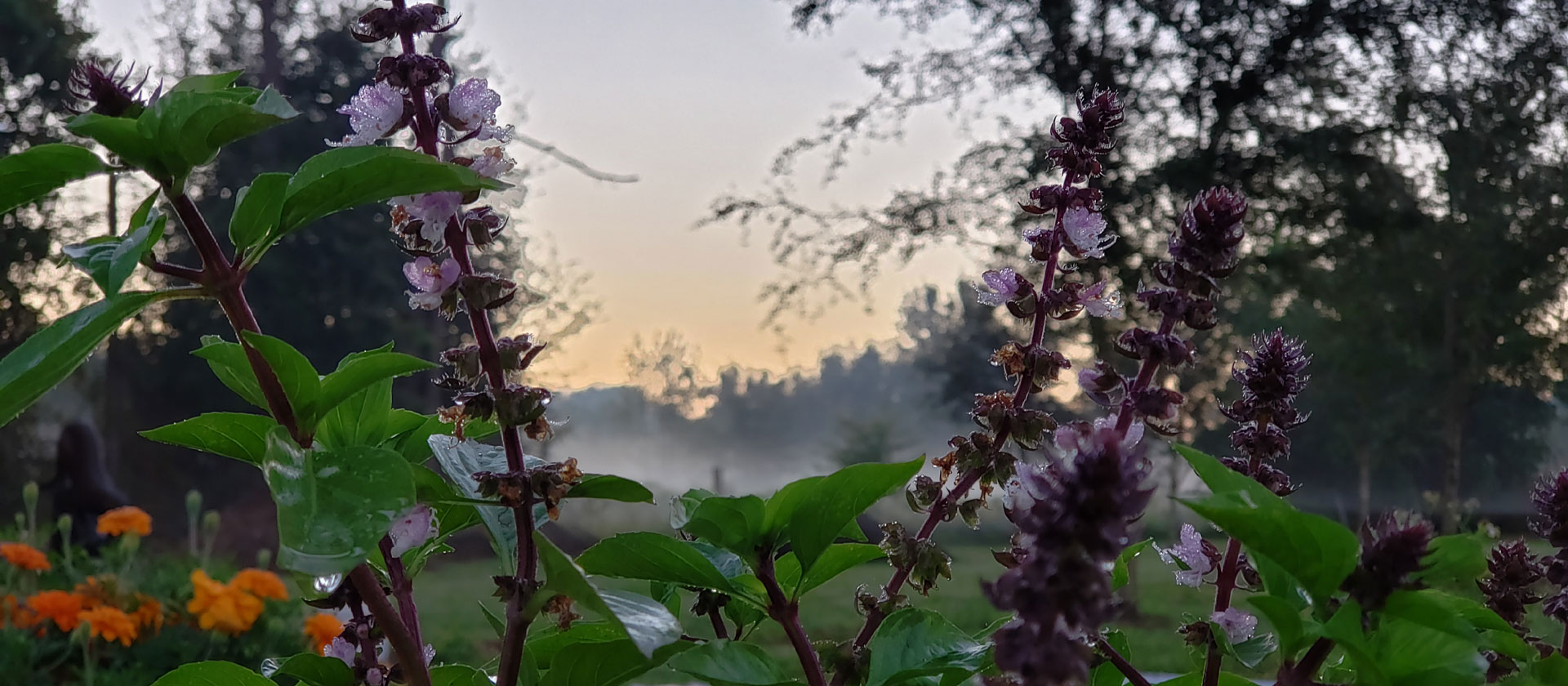 Basil and marigolds at sunrise on Our Frugal Florida Homestead