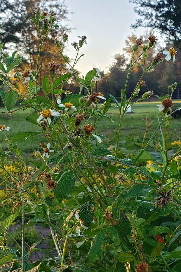 biden alba flowers