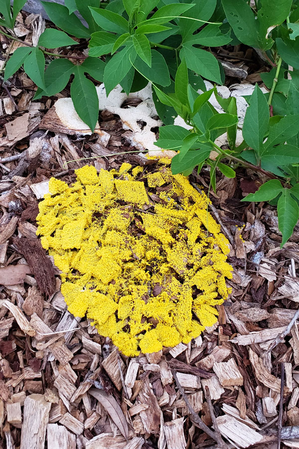 dog vomit slime mold on oak tree mulch