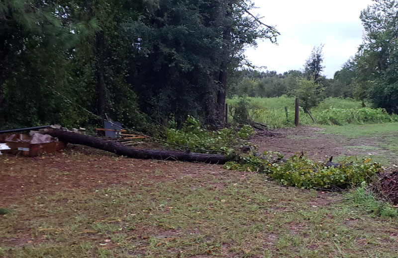 old, rotten pine tree logs laying on the ground.