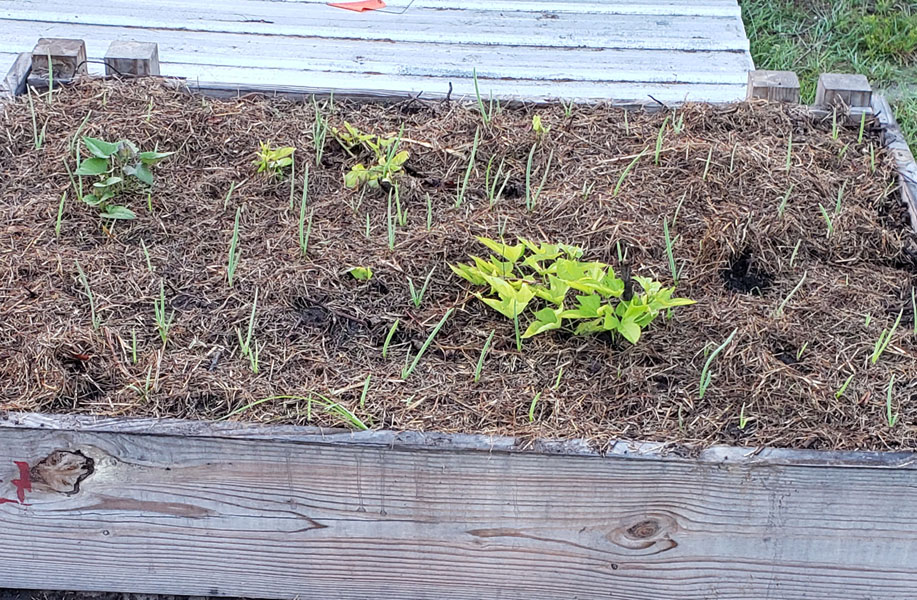 raised garden bed with sweet potatoes and onions growing in it.