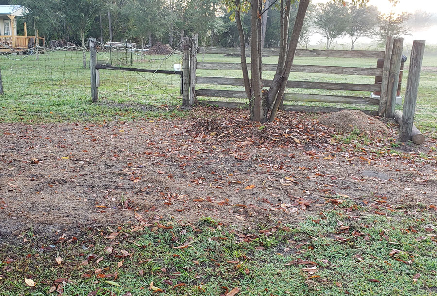 cleared land with a cherry tree, and fence.