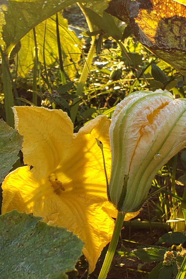 Seminole pumpkin blossom