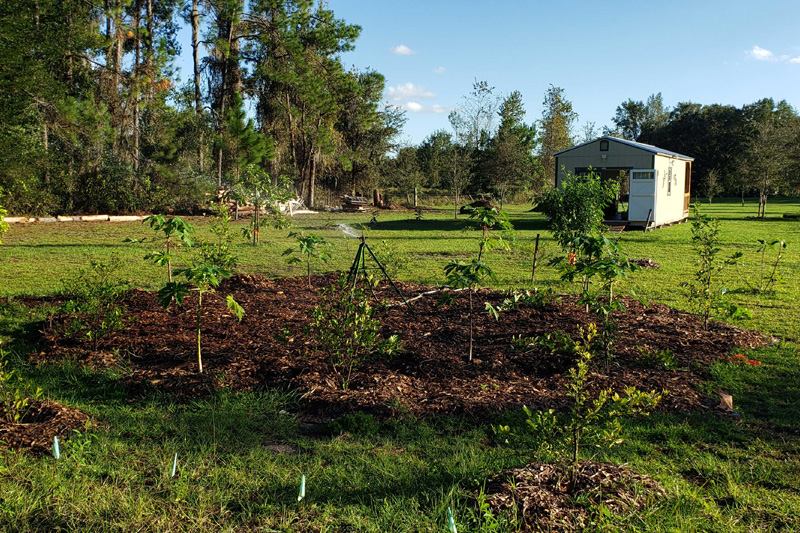 Papaya-lemon circle completely mulched.