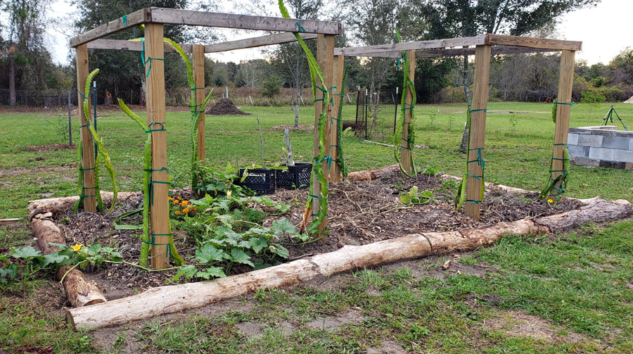 Dragon fruit trellis with pine log border around the base to hold in the mulch.