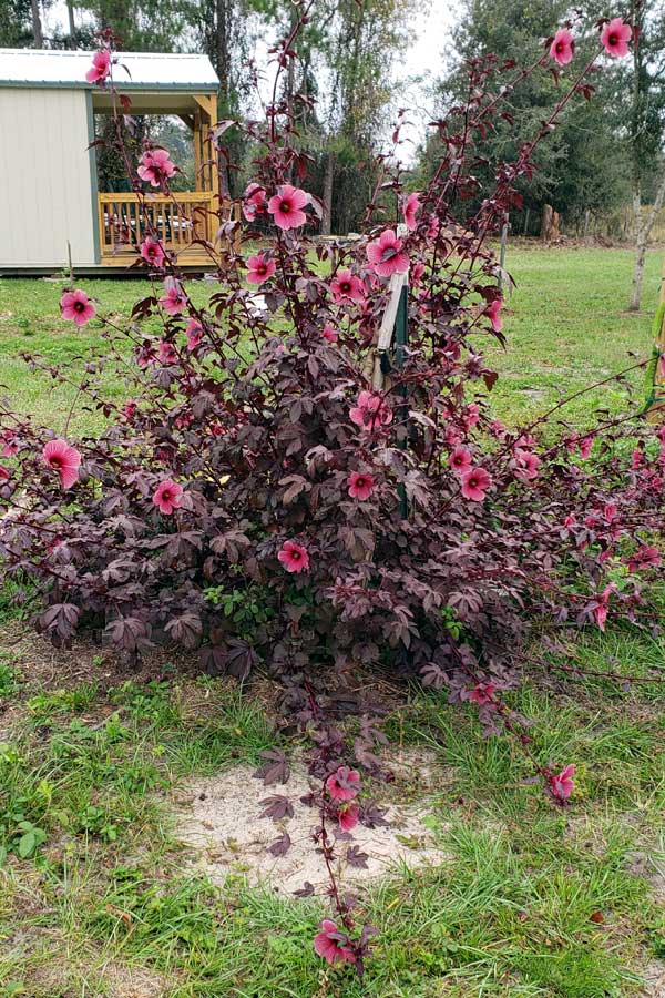 Five and a half foot tall cranberry hibiscus bush blossoming.