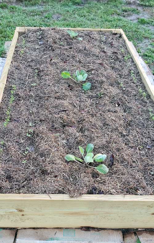 raised garden bed with carrots, beets and cabbages planted.