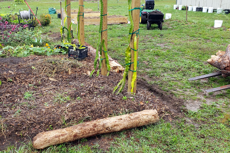 pine log laying in shallow trench around dragon fruit trellis.