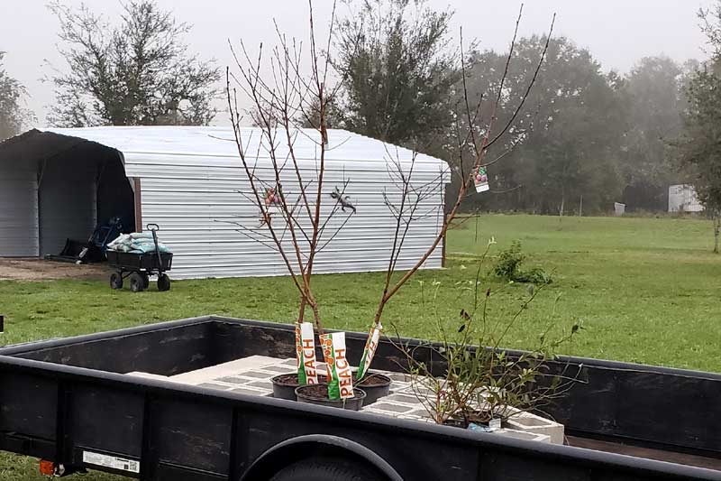 trailer with potted plants: 3 peach trees and 3 blueberry bushes.