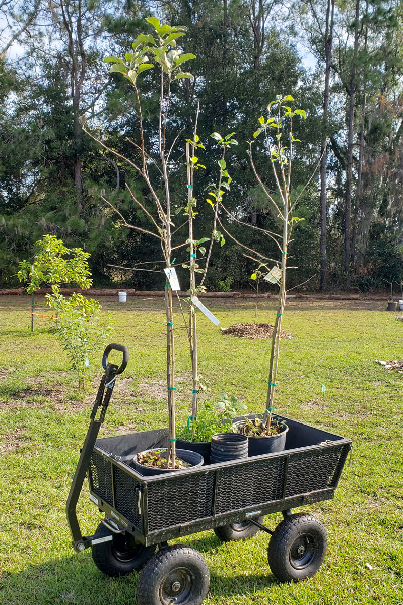 3 potted apple trees in a garden wagon.