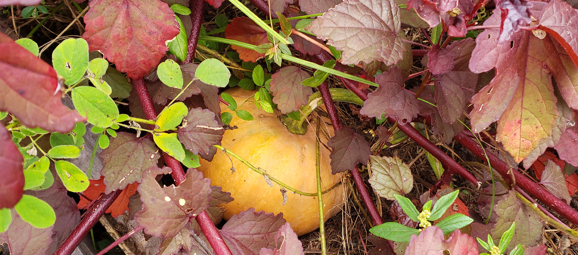 photo Seminole pumpkin surrounded by cranberry hibiscus leaves