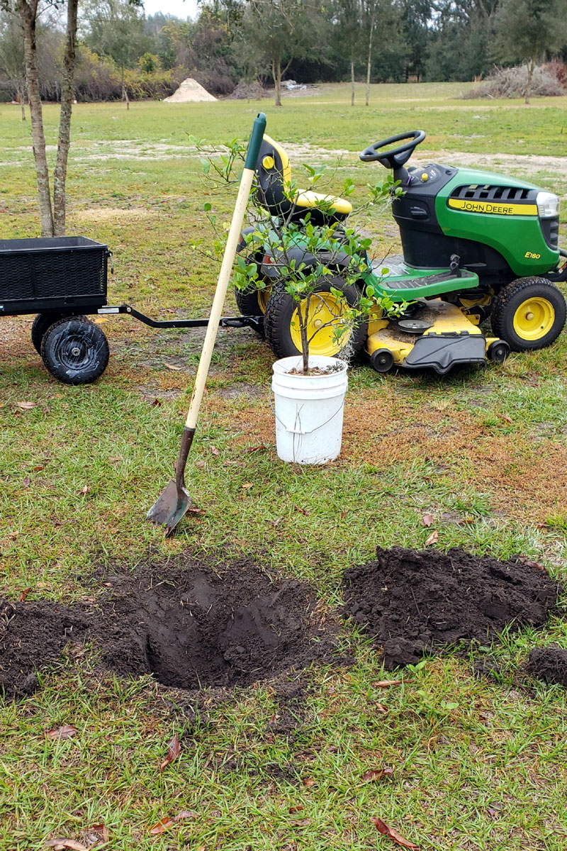 Lemon tree in a pot, next to a hand-dug hole and shovel. Lawn tractor in the background.