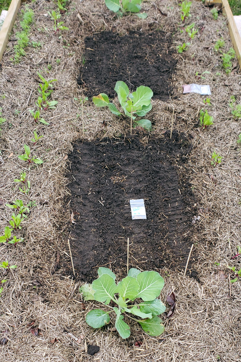 planting seeds in the raised garden bed