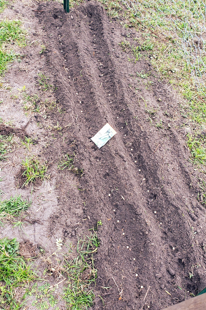 planting 2 rows of peas into the soil.