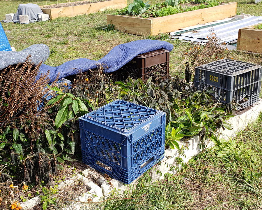 raised bed with blanket pulled back revealing frost/freeze damage