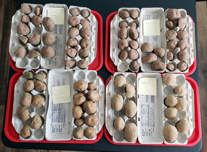 4 varietes of Irish potatoes chitted and sitting in egg cartons.