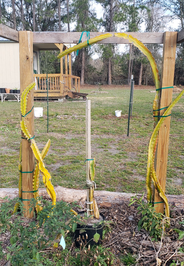 Dragon fruit plants stressed from hard frost.