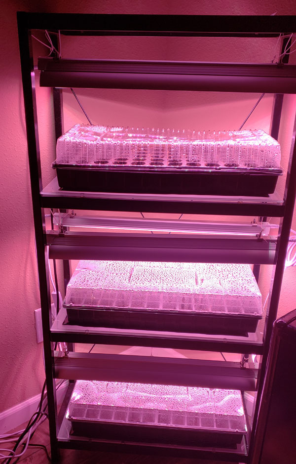 Seed starting trays on shelving unit with grow lights.