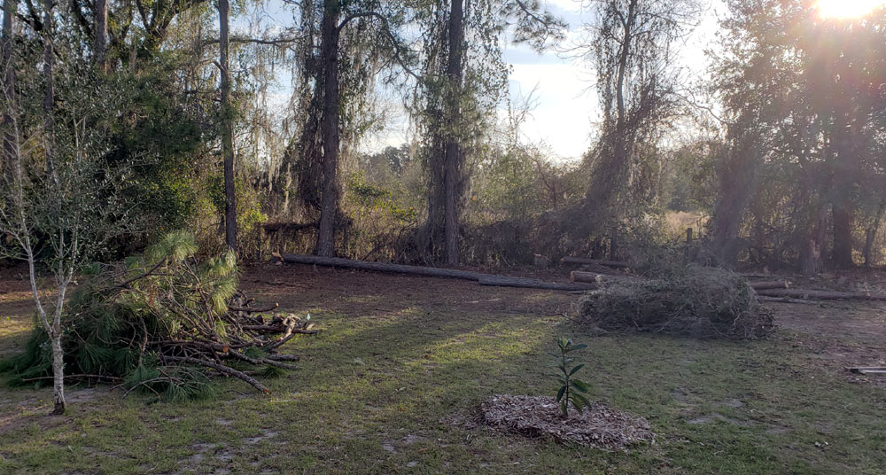 Felled pine trees with limbs trimmed off.