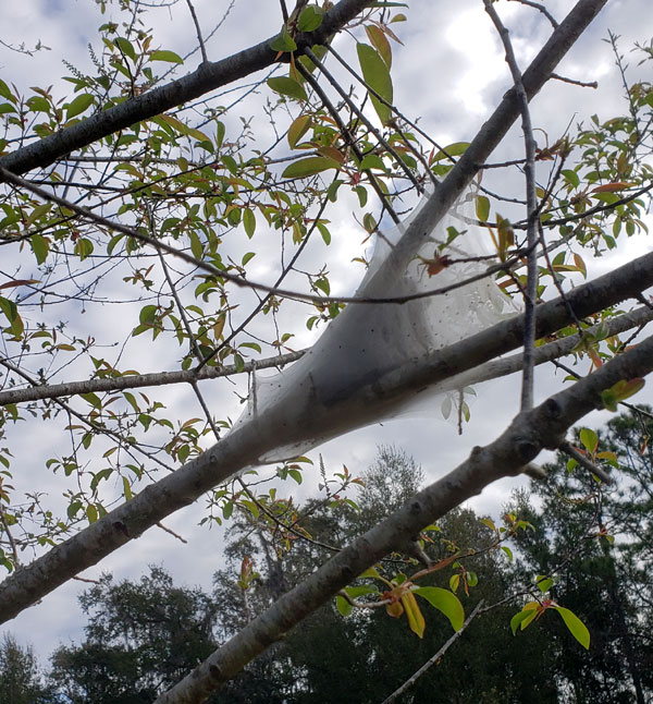 Eastern tent caterpillars in a web in a wild cherry tree.