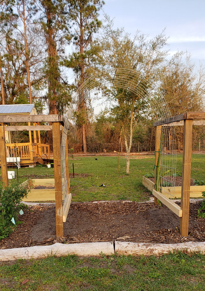 Tall cattle panel archway between the two dragon fruit trellises we built last year.