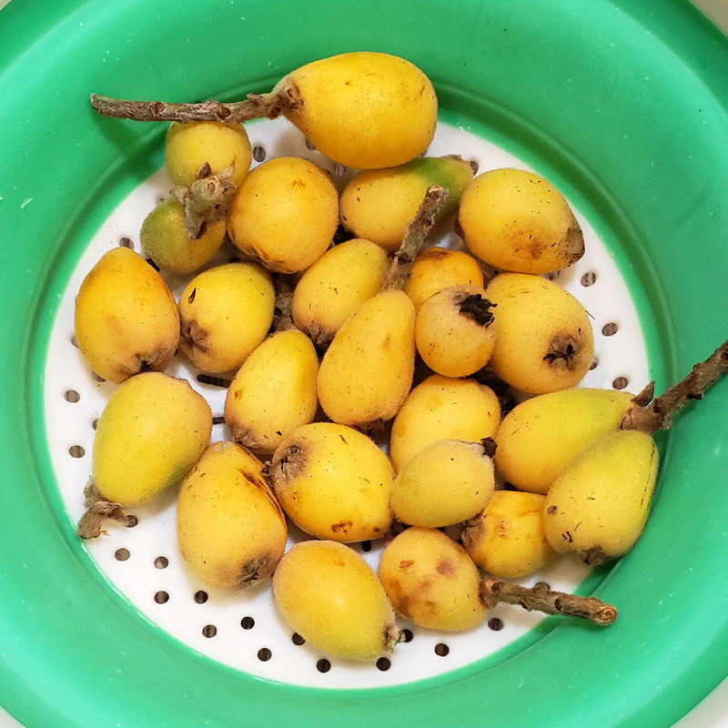 loquat fruit in a bowl.