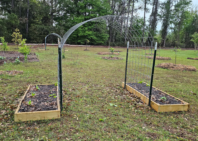 Cattle panel arches in the food forest with small raised beds at the base of the arch.