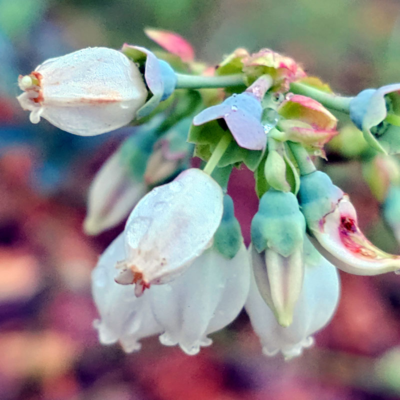 Close-up view of blueberry blossoms.