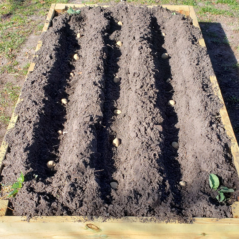 planting potatoes in a raised bed. Three rows of potatos in the soil.