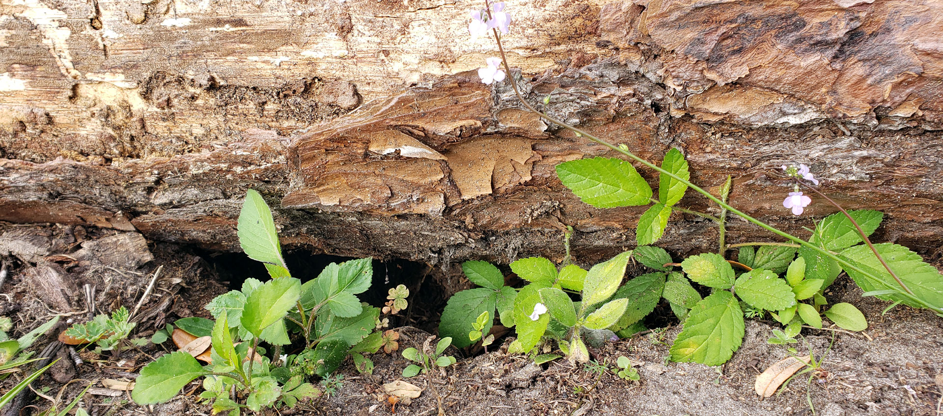 Wildflowers at the base of a pine log at O'Mara Acres