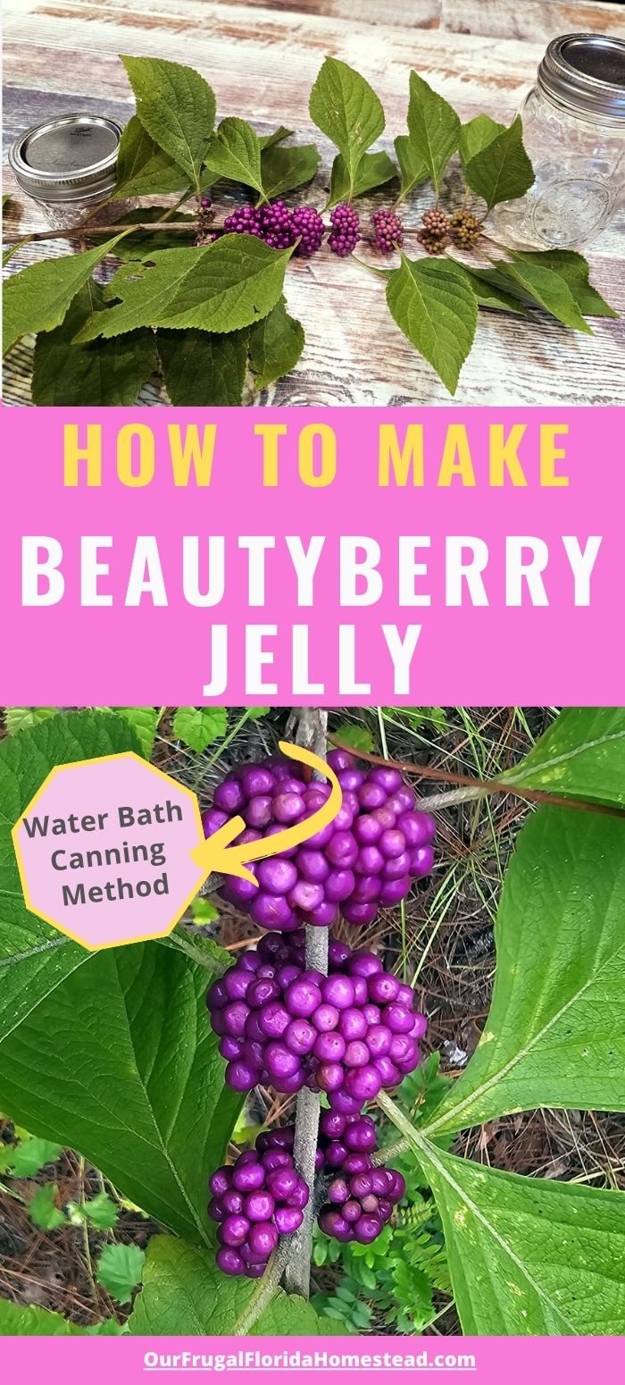 Pinterest Pin How to Make Beautyberry Jelly