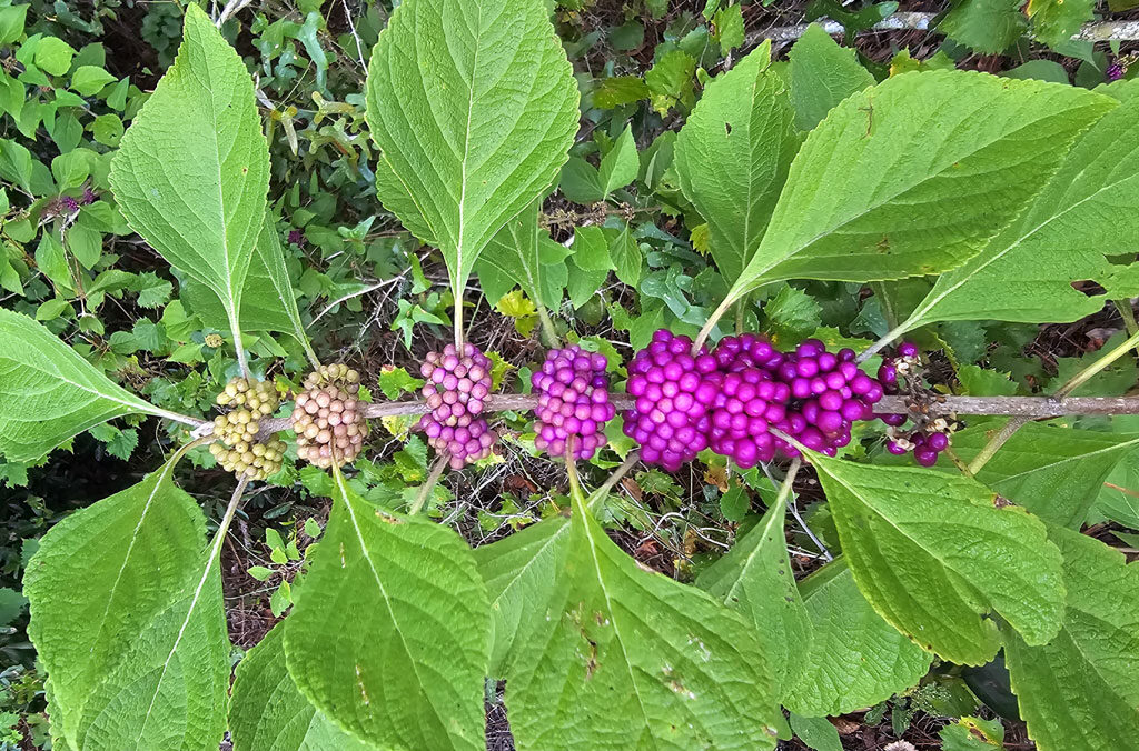 photo of a beautyberry branch with ripening berries.