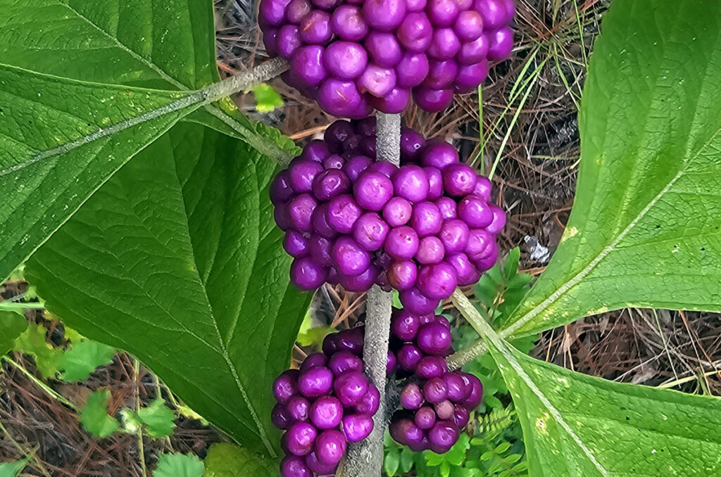 close-up photo of ripe beautyberries on a branch in the woods.