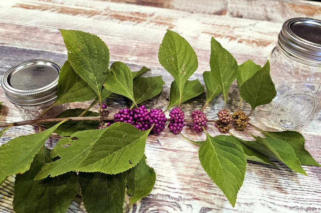 Photo of a beautyberry branch and two canning jars on a countertop