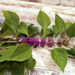 Photo of beautyberry branch with ripening berries and two canning jars sitting on a countertop