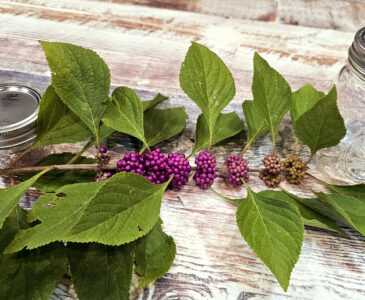 Photo of beautyberry branch with ripening berries and two canning jars sitting on a countertop