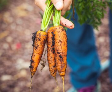 person holding brown and green vegetable