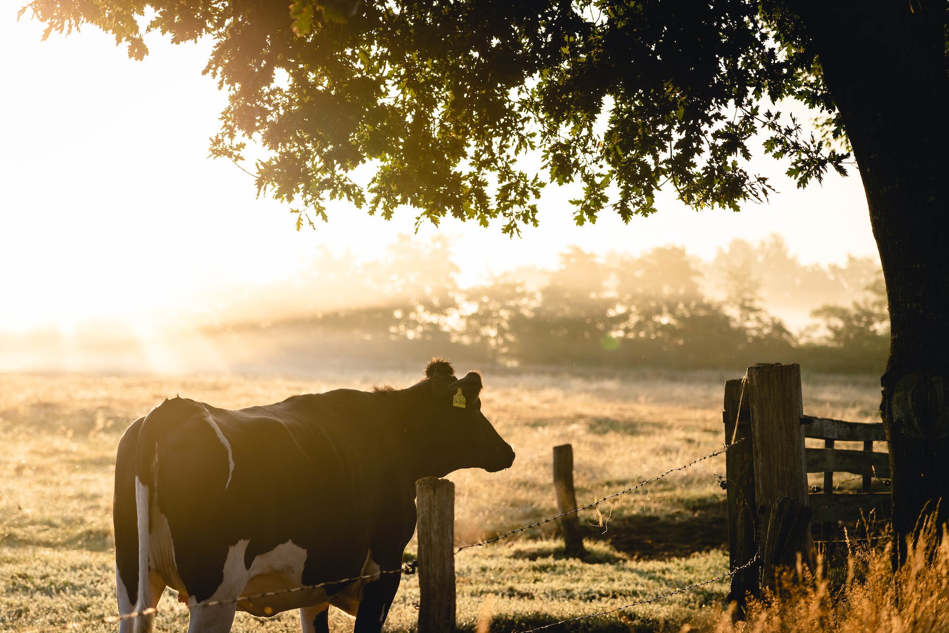 black and white cow in front of green leafed tree