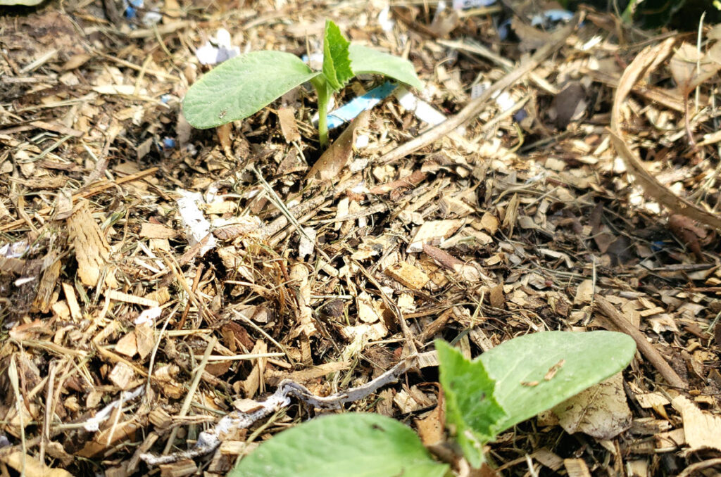 2 bean seedlings growing in mulch in a garden.