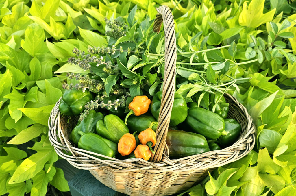 wicker basket filled with green peppers, habaneros, and basil. Basket is sitting in a raised bed full of sweet potoato vines.