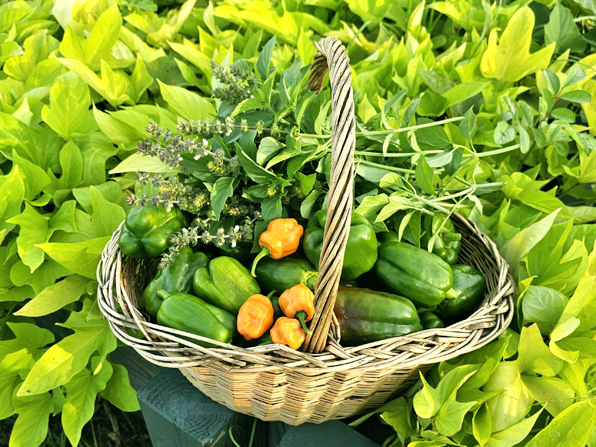 wicker basket filled with green peppers, habaneros, and basil. Basket is sitting in a raised bed full of sweet potoato vines.