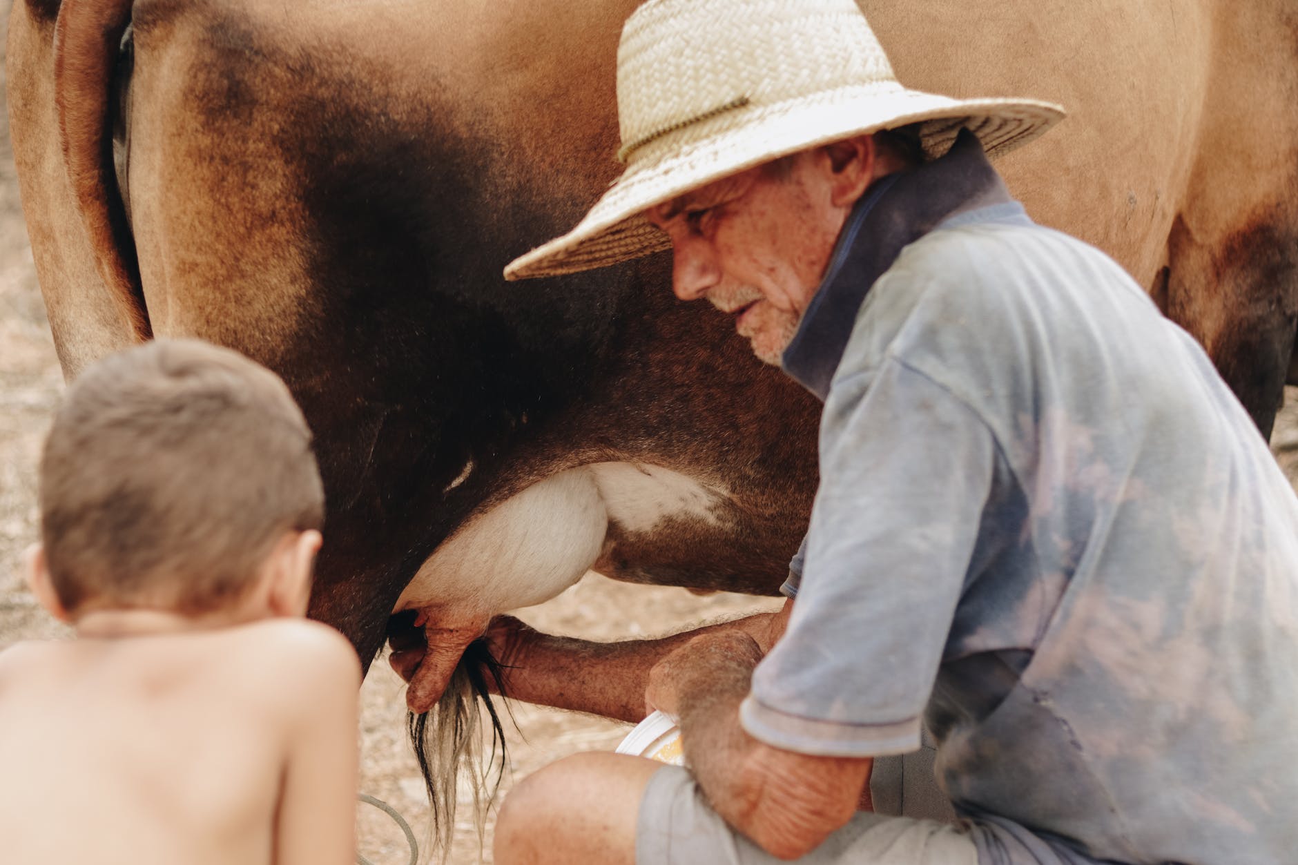 man showing to a boy how to milk a cow