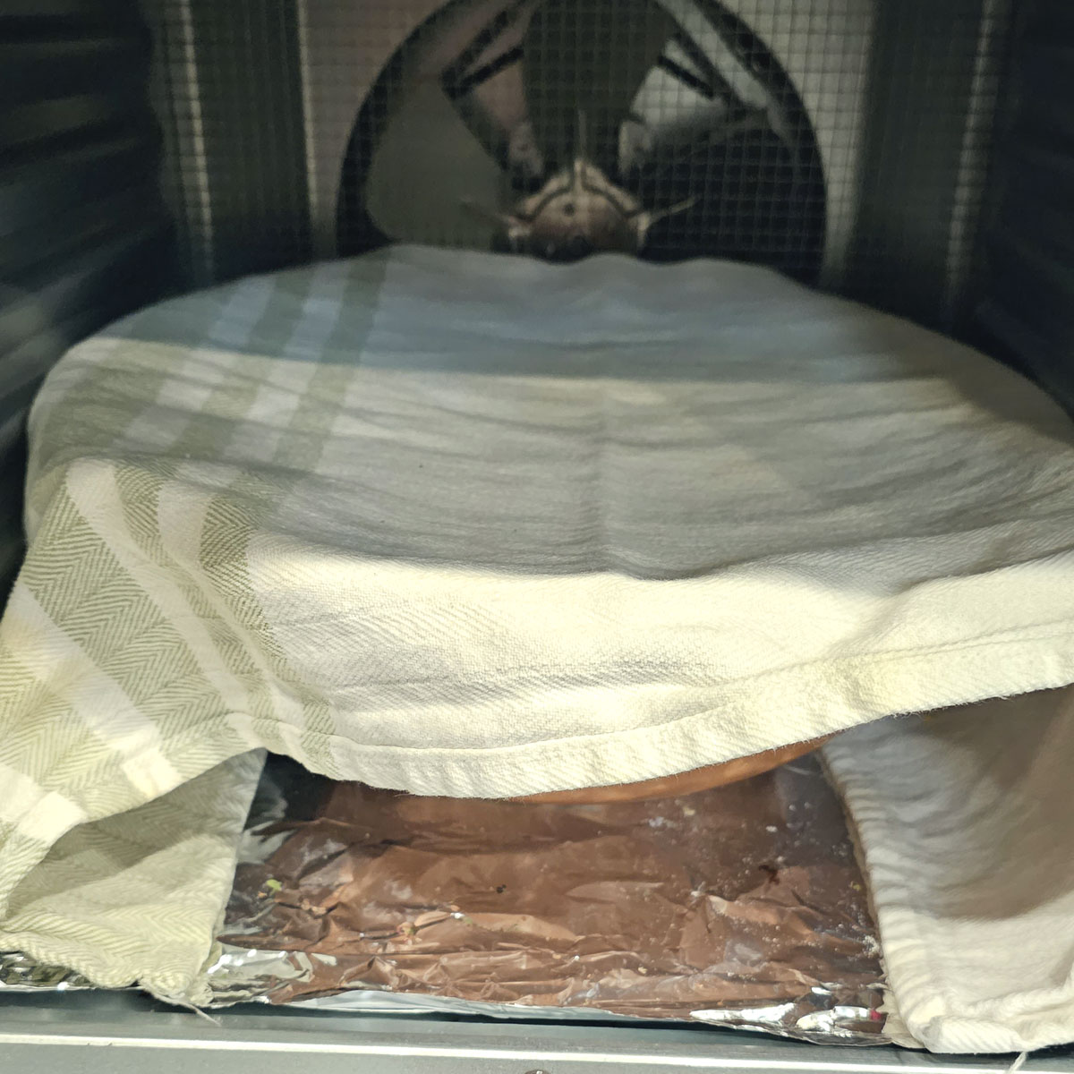 pumpkin bread dough rising in a food dryer used as a proofing box. Bowl is covered with a towel.