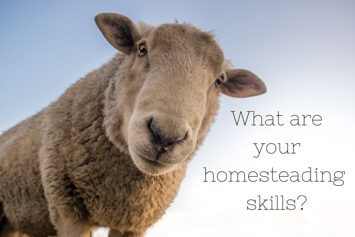 Picture of a sheep with text: What are your skills?