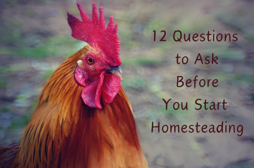 Photo of a rooster with the text on the right side: 12 Questions to Ask Before You Start Homesteading