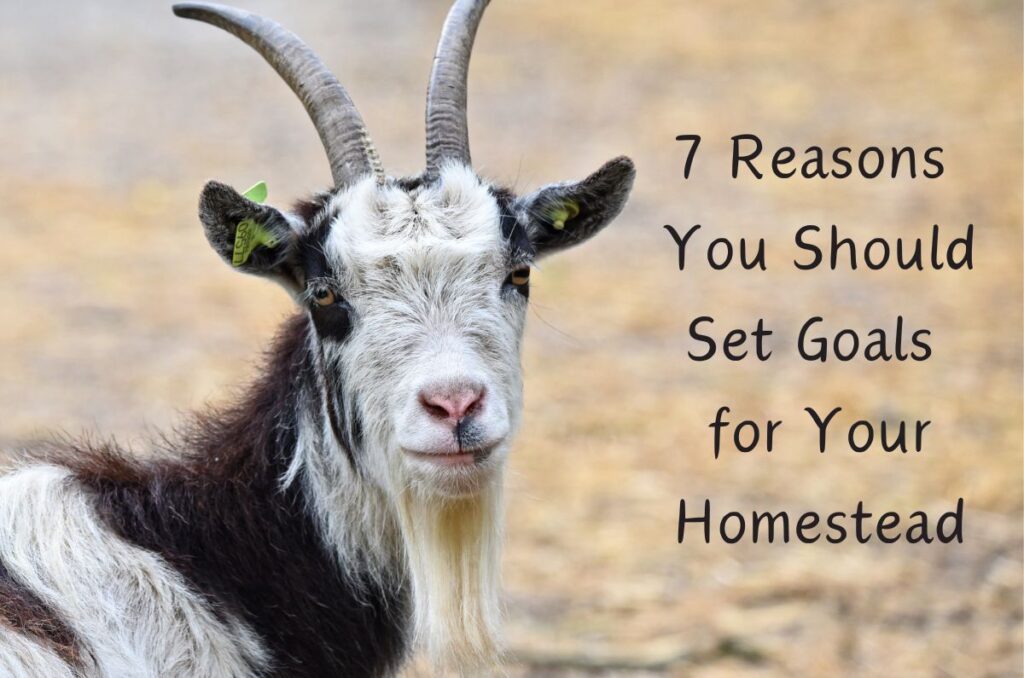 photo of a male goat with the text to the right: 7 Reasons to Set Goals for your Homestead