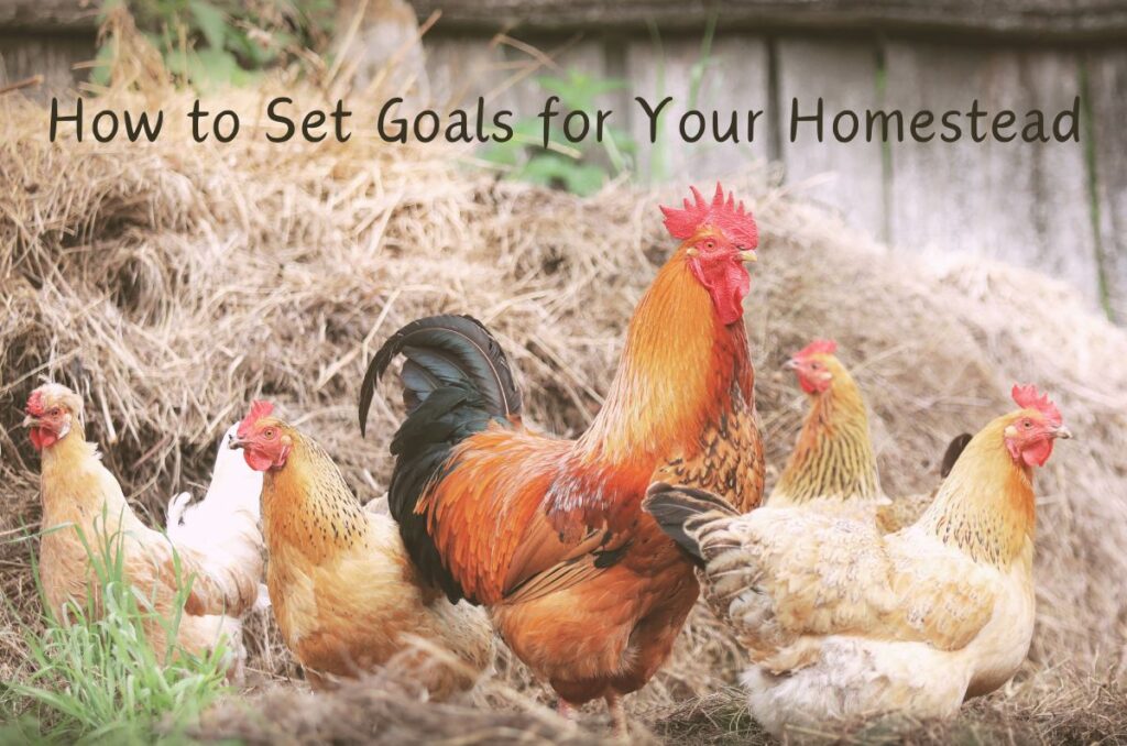 Photo of rooster and hens in hay. Text over photo reads: How to set goals for your homestead.