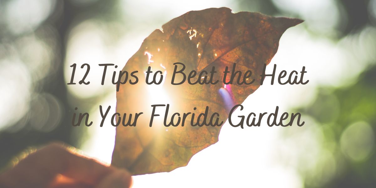 Image of sunlight through a leaf. Text over it reads: 12 Tips to Beating the Heat in Your Florida Garden