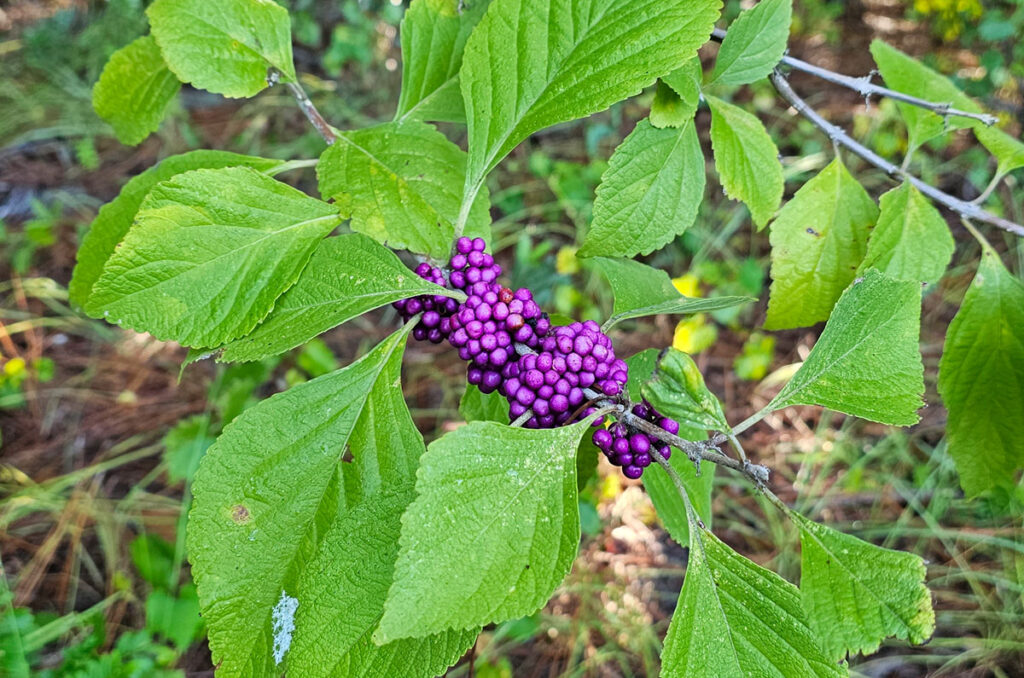 American Beautyberry bush with ripe berries.